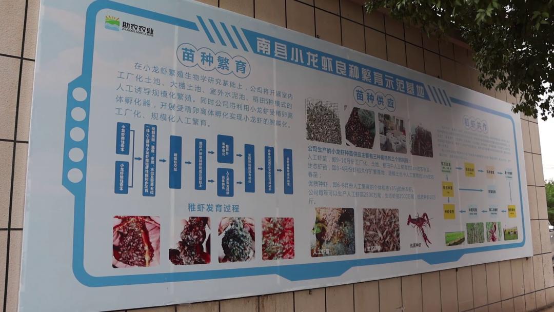 5月10日300万尾小龙虾工厂化水花苗发往吉林！1.5亿尾供应全国？  第3张
