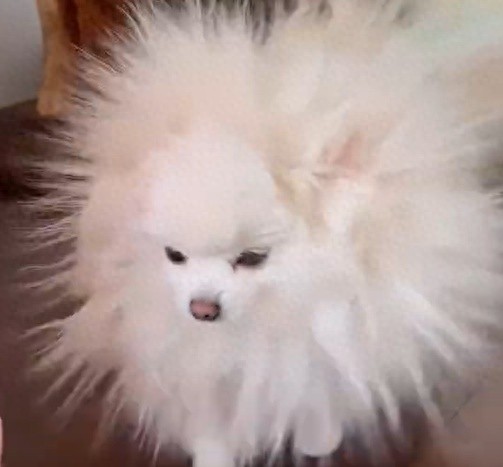 广东48天无雨,广州干燥到连狗都变蒲公英!你的嘴唇还好吗? 第1张 广东48天无雨,广州干燥到连狗都变蒲公英!你的嘴唇还好吗? 第1张