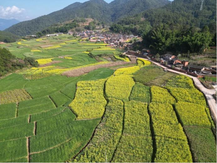 宁洱暖冬花开，300亩金色海洋等你来探！你准备好迎接这场视觉盛宴了吗？  第2张