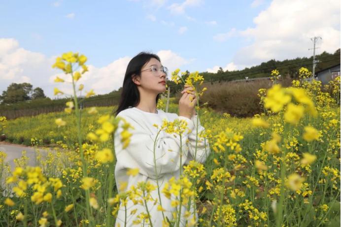 宁洱暖冬花开，300亩金色海洋等你来探！你准备好迎接这场视觉盛宴了吗？  第5张