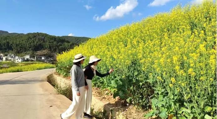 宁洱暖冬花开，300亩金色海洋等你来探！你准备好迎接这场视觉盛宴了吗？  第10张