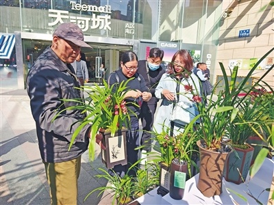 兰花与年味的完美邂逅！你见过如此惊艳的翁源兰花展吗？