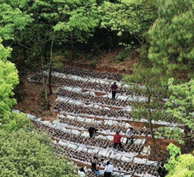 湖南林业新政策：5年内不再分山到户，收益权证如何保障林农权益？