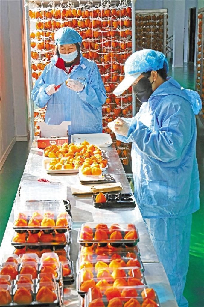 富平柿子产业如何助力13万群众增收致富？揭秘背后的产业奇迹  第1张
