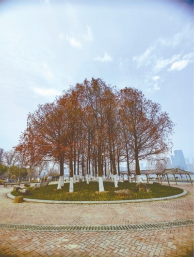 沙湖公园C区改造升级，4月完工后景观大变样！你期待吗？  第2张