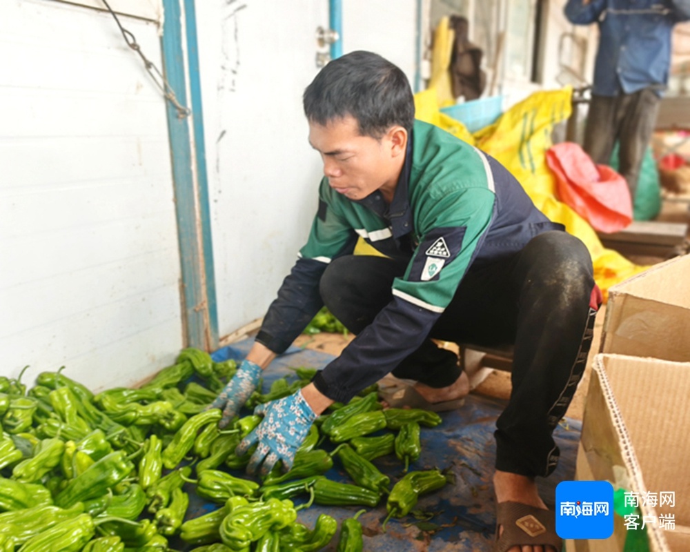 儋州‘政银商’联手解困，百亩椒田重获生机！你想象不到的辣椒丰收场景  第3张