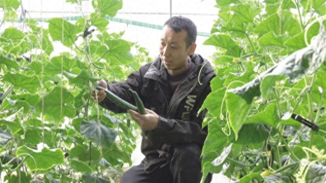 连盼章如何在9座大棚中实现四季丰收？揭秘他的高效种植秘诀  第1张