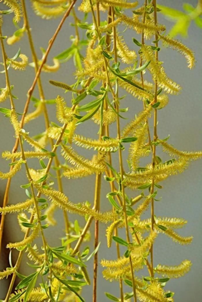 春季花粉过敏高发期，你准备好了吗？科学应对策略揭秘  第1张