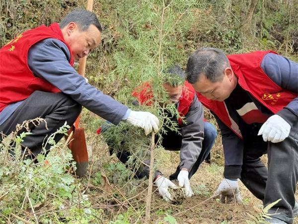 汉阳镇70余名志愿者植树3小时，200棵柏树苗如何扎根生长？