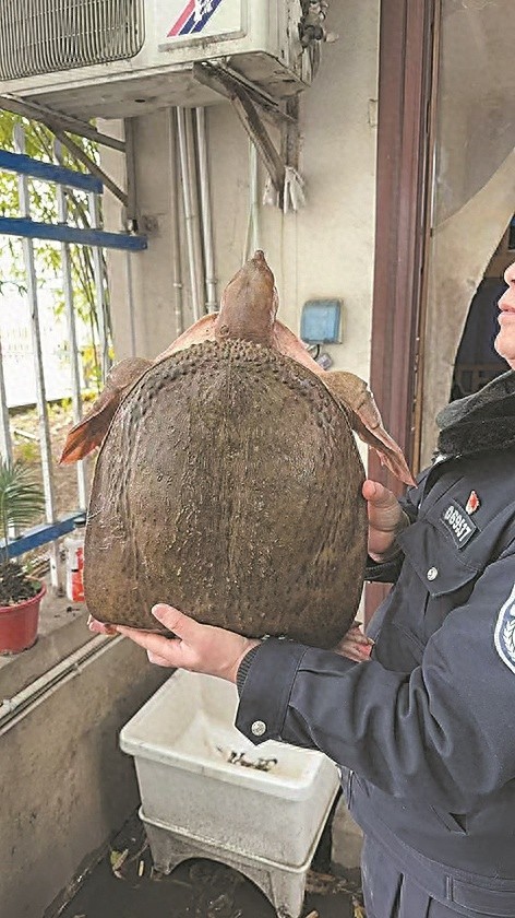 60厘米巨鳖现身汉江？小心你的善举可能破坏生态