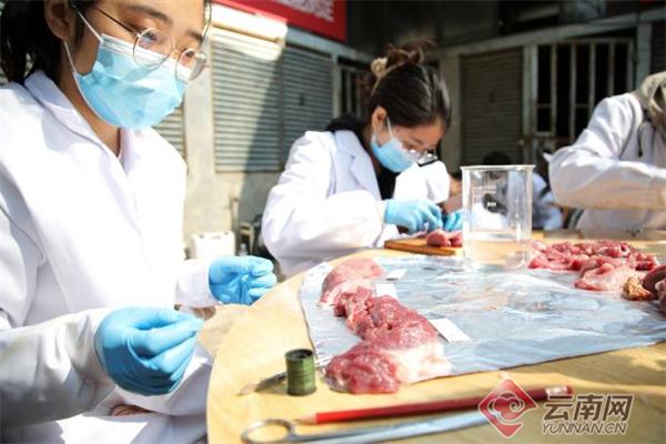 云南本土猪种濒临灭绝？赵桂英教授团队如何通过产学研融合拯救珍稀品种  第3张