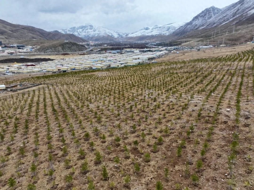 累计投资2.27亿！玉树南北山水源涵养林工程如何提升长江源生态能力？