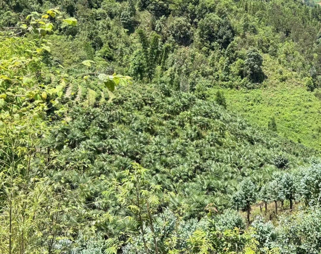 雪山镇酸木瓜产业如何让农户年收入翻倍？揭秘舌尖上的致富密码  第3张