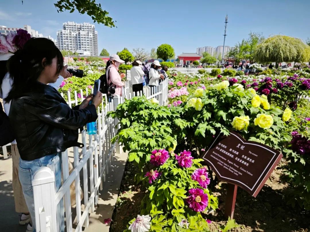 2025菏泽牡丹节惊艳开幕！黑、黄、绿珍稀牡丹争奇斗艳，你见过几种？  第5张