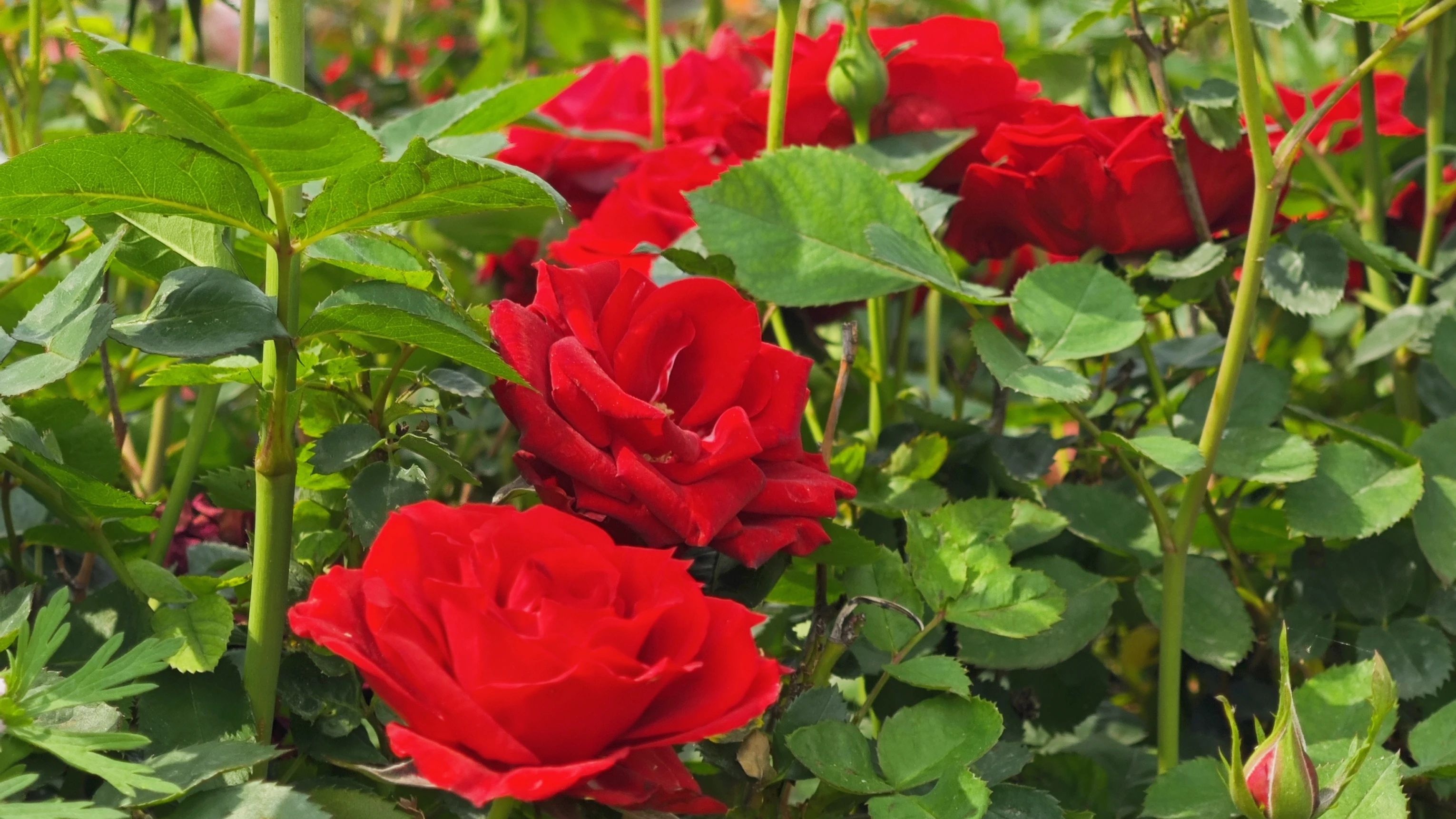 四月盐边！中环北路火霞摇曳，同缘公园花毯铺展，美景盛宴谁能拒绝？  第2张