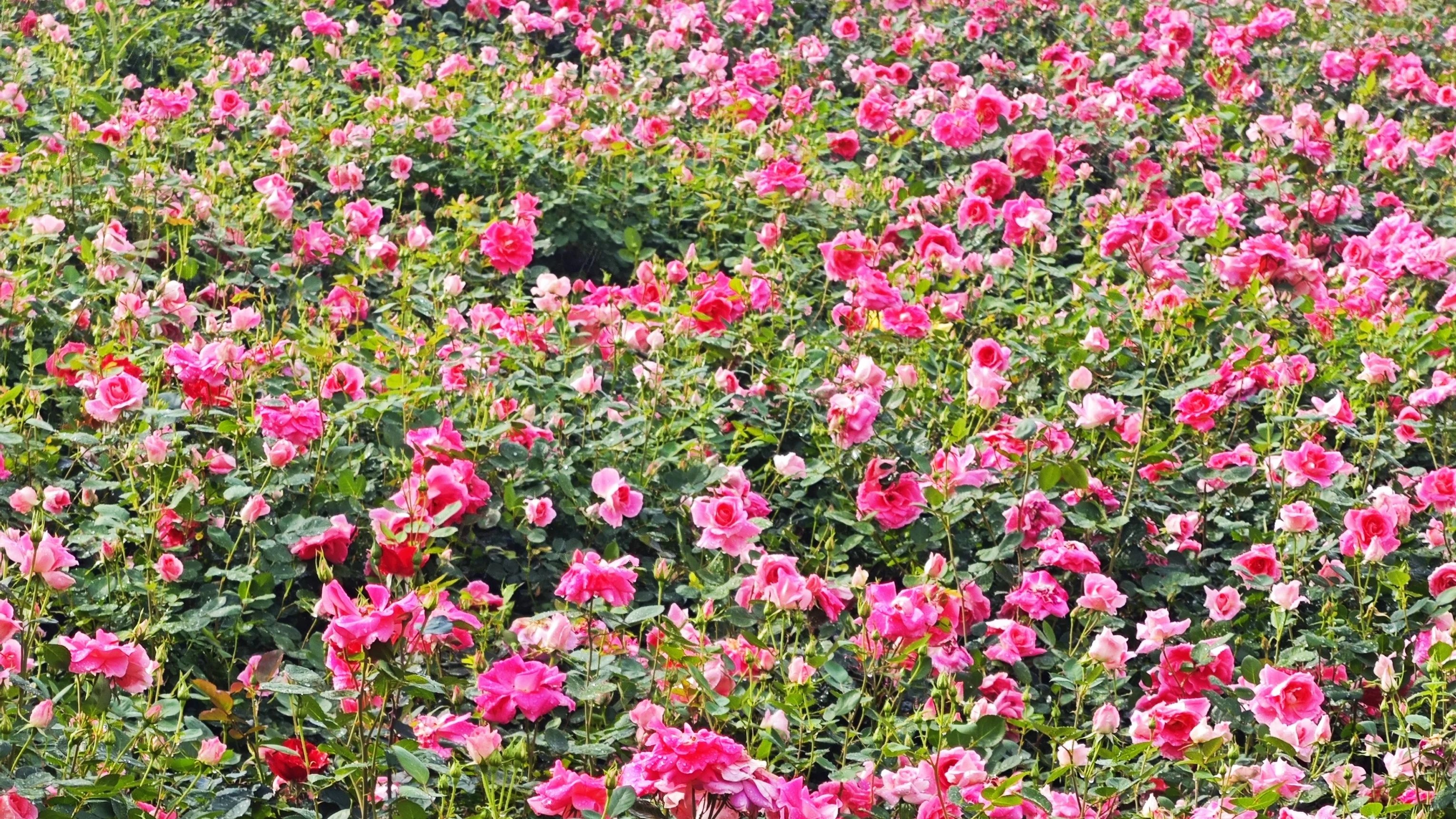 四月盐边！中环北路火霞摇曳，同缘公园花毯铺展，美景盛宴谁能拒绝？  第3张