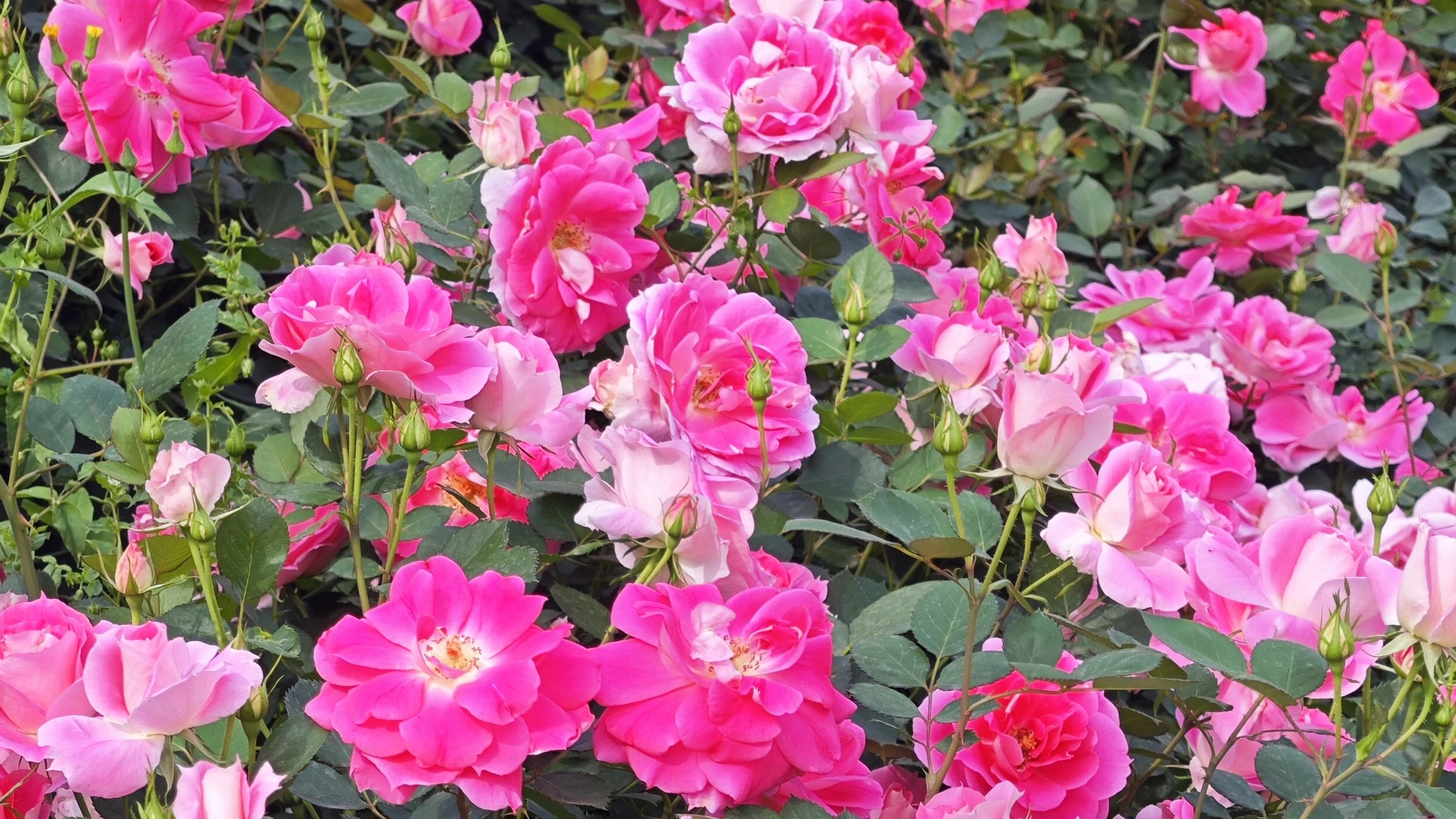 四月盐边！中环北路火霞摇曳，同缘公园花毯铺展，美景盛宴谁能拒绝？  第4张