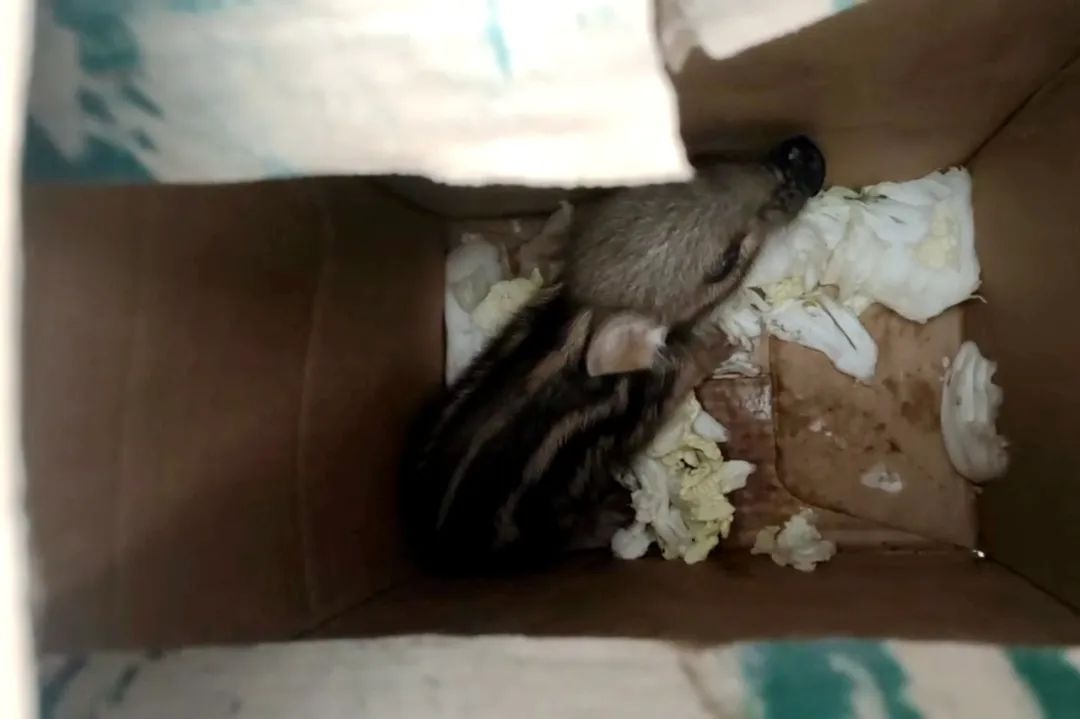 狂风肆虐中，这些藏蓝身影为何逆风而行？暖心警事感动万千网友  第4张