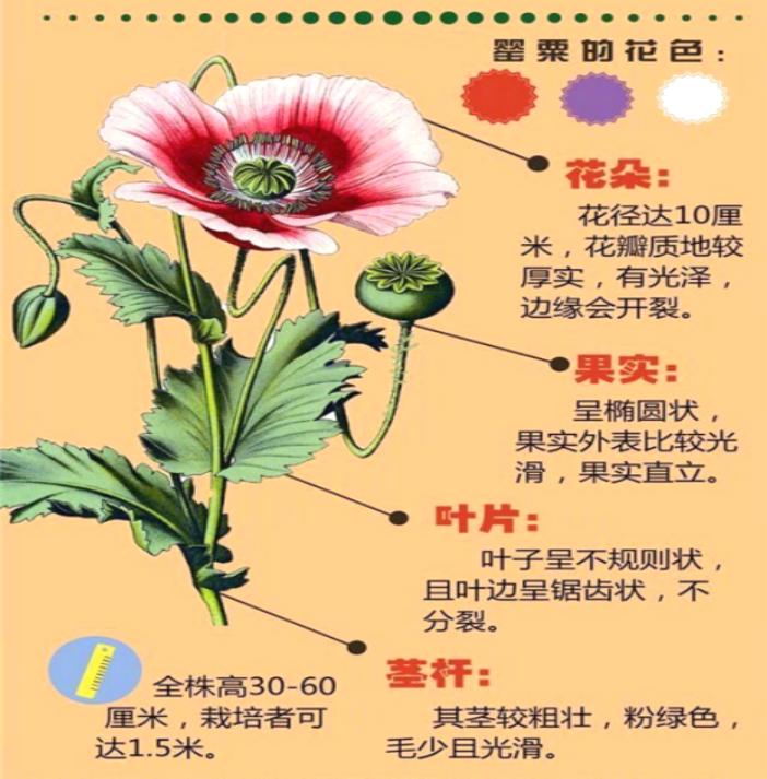 美丽外表下隐藏的致命诱惑！罂粟为何被称为恶之花？  第5张