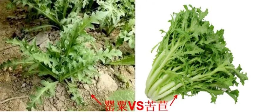 美丽外表下隐藏的致命诱惑！罂粟为何被称为恶之花？  第6张