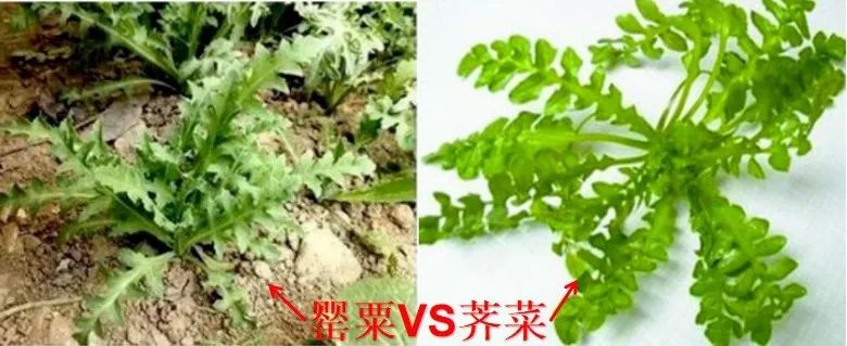 美丽外表下隐藏的致命诱惑！罂粟为何被称为恶之花？  第7张