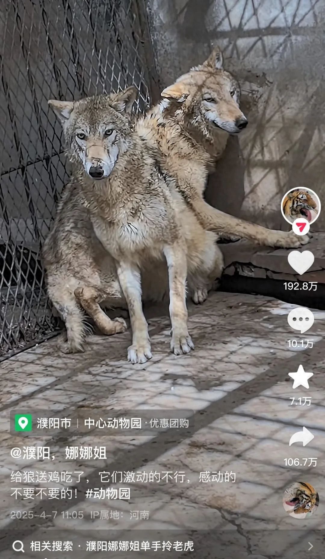 东北虎饲养员一身虎味吓坏两只狼？网友笑称：哆哆和嗦嗦太怂了