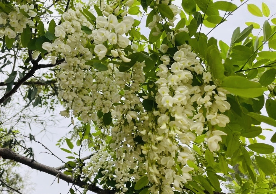 四月合肥，槐花盛开！打槐花刷屏社交圈，这浓浓乡愁你被勾起了吗？  第2张