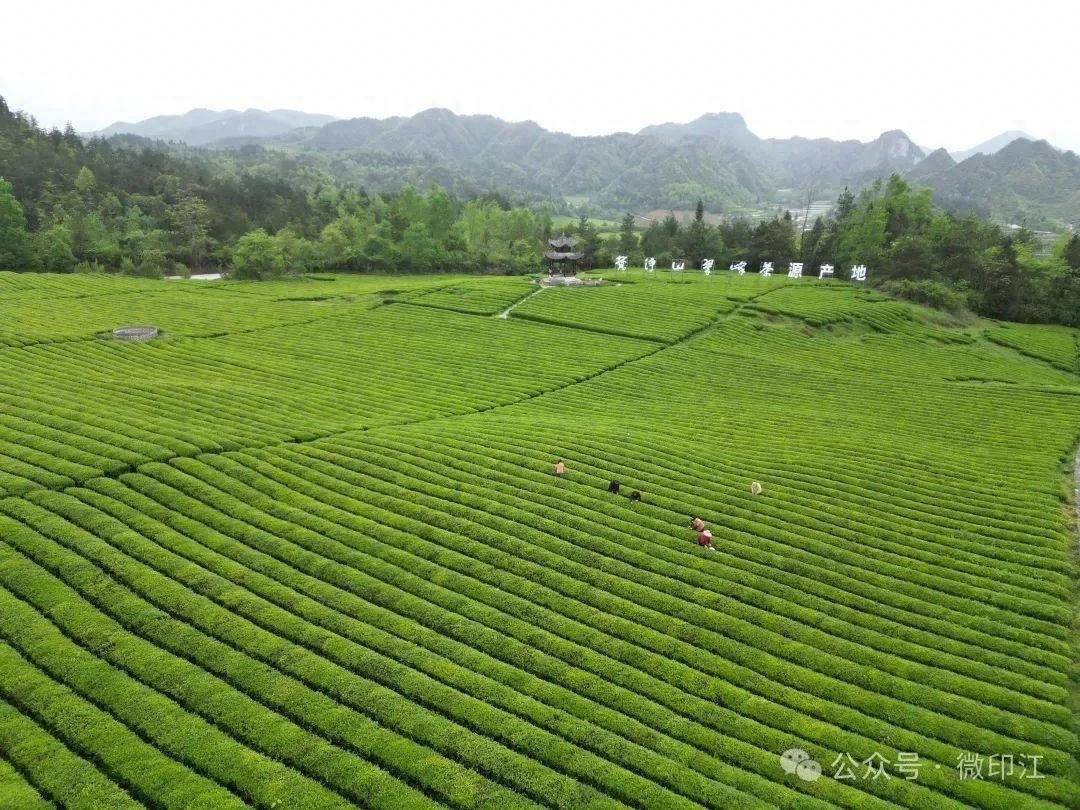贵州印江：26.9万亩茶园如何让绿叶变金叶？  第1张