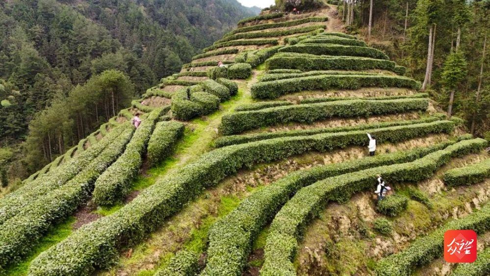 贵州印江：26.9万亩茶园如何让绿叶变金叶？  第2张