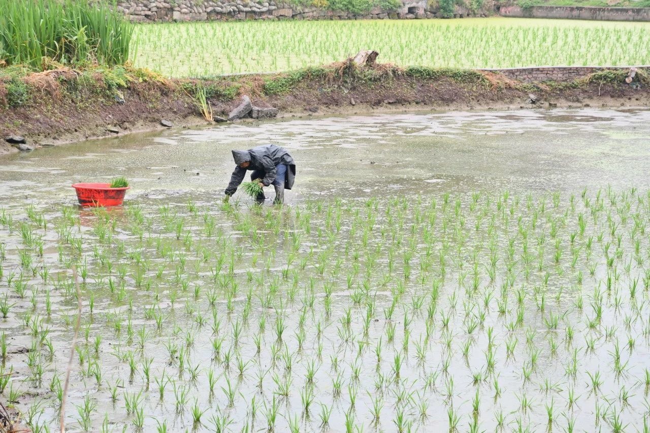 5月四川春灌用水高峰！金沙江水输500万立方米解5.3万亩耕地渴？  第2张