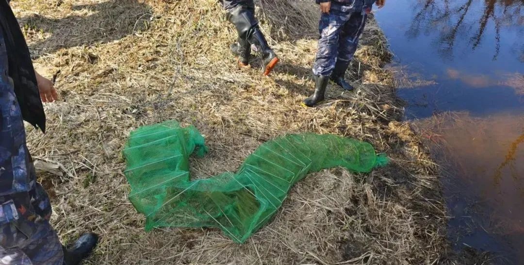 长白山护蛙专项行动收官！成效显著，非法捕猎者还能逍遥法外？  第3张
