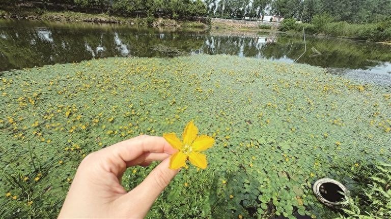 诗经中的荇菜美如画！芜湖初夏大片绽放，你见过吗？  第1张