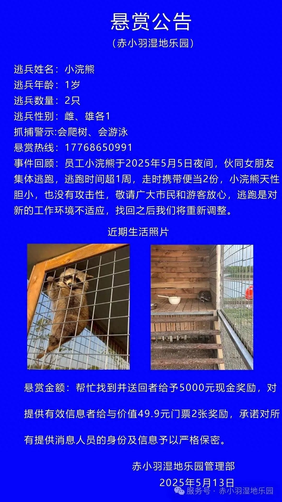重金悬赏5000元找小浣熊？！它们为何从湿地乐园逃跑超1周？