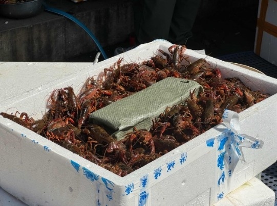 小龙虾成餐桌当红明星！5月低价期，你还不赶紧大饱口福？  第2张