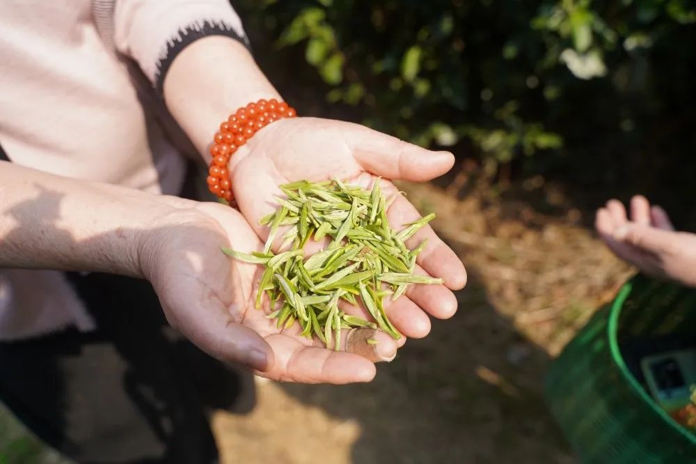 荒野茶基因比对项目启动！能否给茶树做‘亲子鉴定’？  第2张