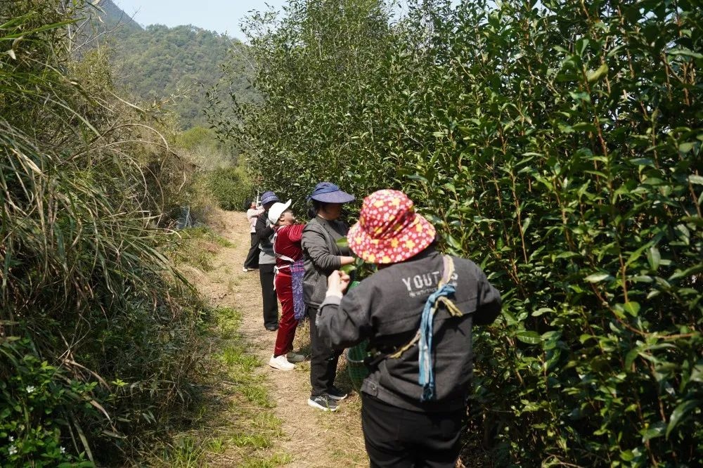 荒野茶基因比对项目启动！能否给茶树做‘亲子鉴定’？  第3张