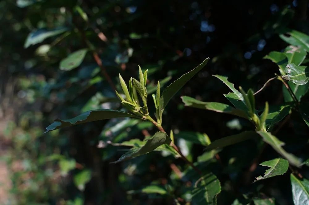 荒野茶基因比对项目启动！能否给茶树做‘亲子鉴定’？  第4张