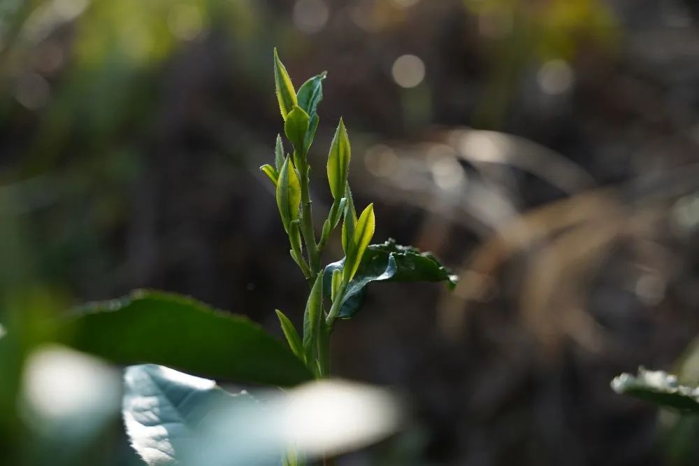 荒野茶基因比对项目启动！能否给茶树做‘亲子鉴定’？  第5张
