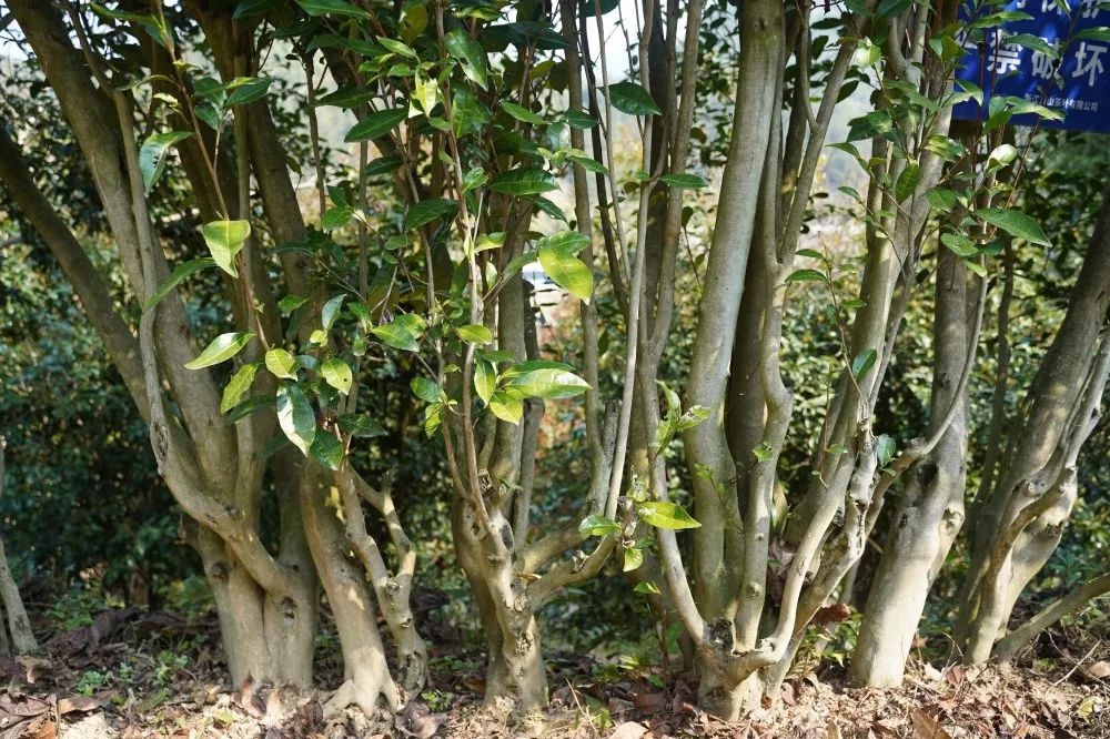 荒野茶基因比对项目启动！能否给茶树做‘亲子鉴定’？  第6张