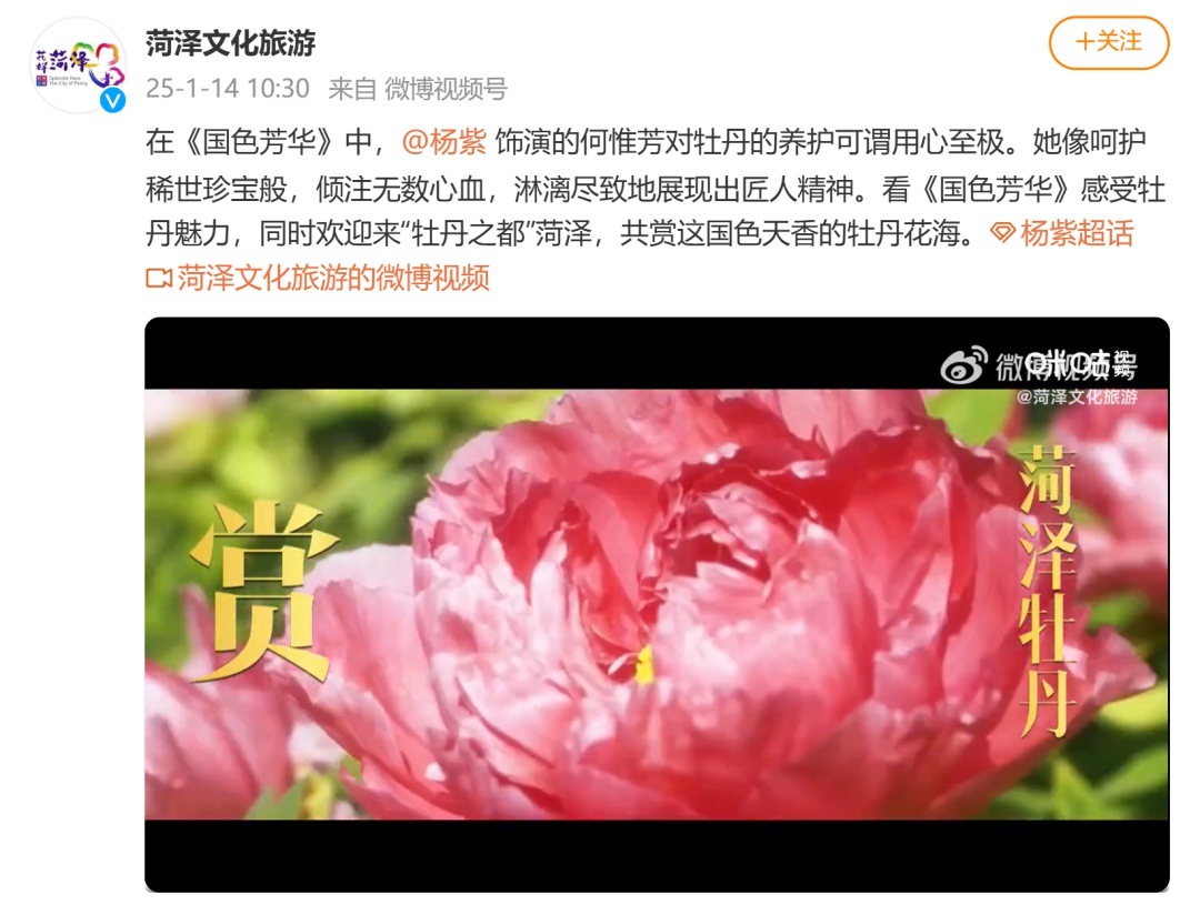 国色芳华热播引爆菏泽牡丹销量！40万盆预售背后有何秘密？  第2张