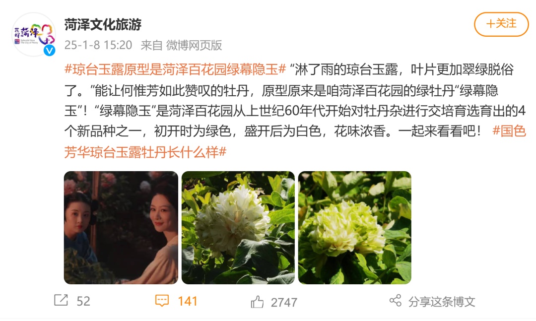 国色芳华热播引爆菏泽牡丹销量！40万盆预售背后有何秘密？  第5张