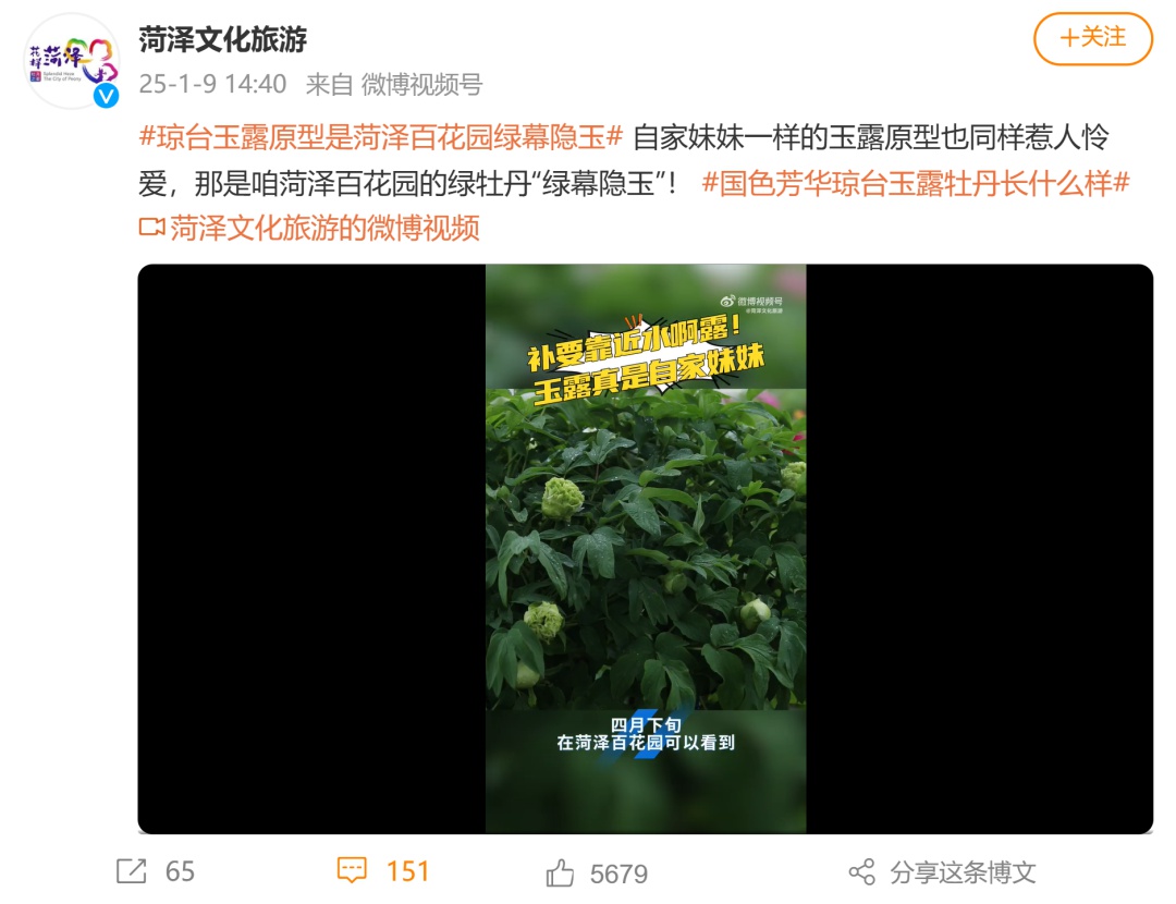 国色芳华热播引爆菏泽牡丹销量！40万盆预售背后有何秘密？  第6张