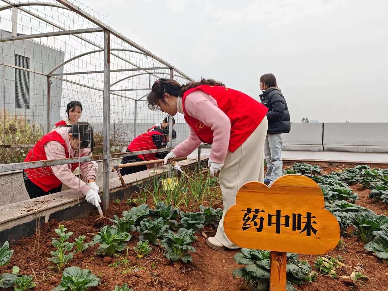 亲手种下中草药，你也能成为中药大师吗？  第2张