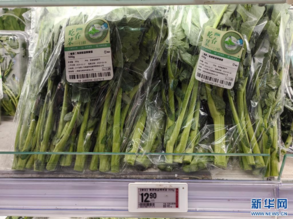 云南板蓝根青菜为何成为蔬菜界新宠？日均销量翻倍，回头客不断