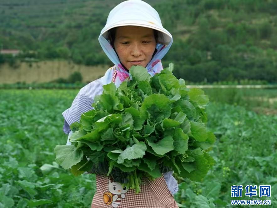 云南板蓝根青菜为何成为蔬菜界新宠？日均销量翻倍，回头客不断  第2张