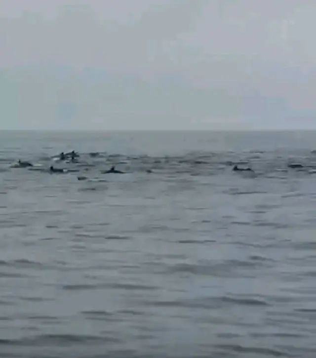 深圳小漠海域惊现100多头海豚集体出游，壮观场面令人震撼  第2张