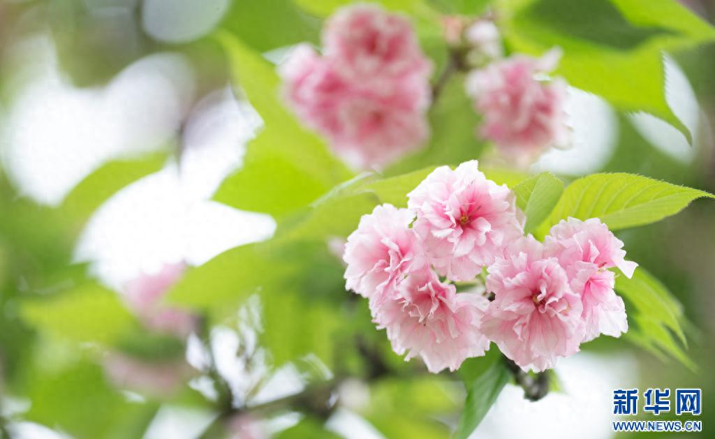 云南峰顶山樱花怒放，这个春天你还不来打卡吗？