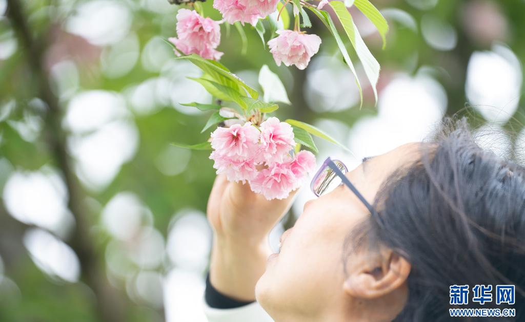 云南峰顶山樱花怒放，这个春天你还不来打卡吗？  第2张