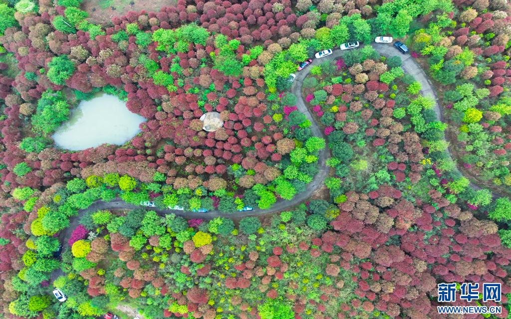 云南峰顶山樱花怒放，这个春天你还不来打卡吗？  第3张