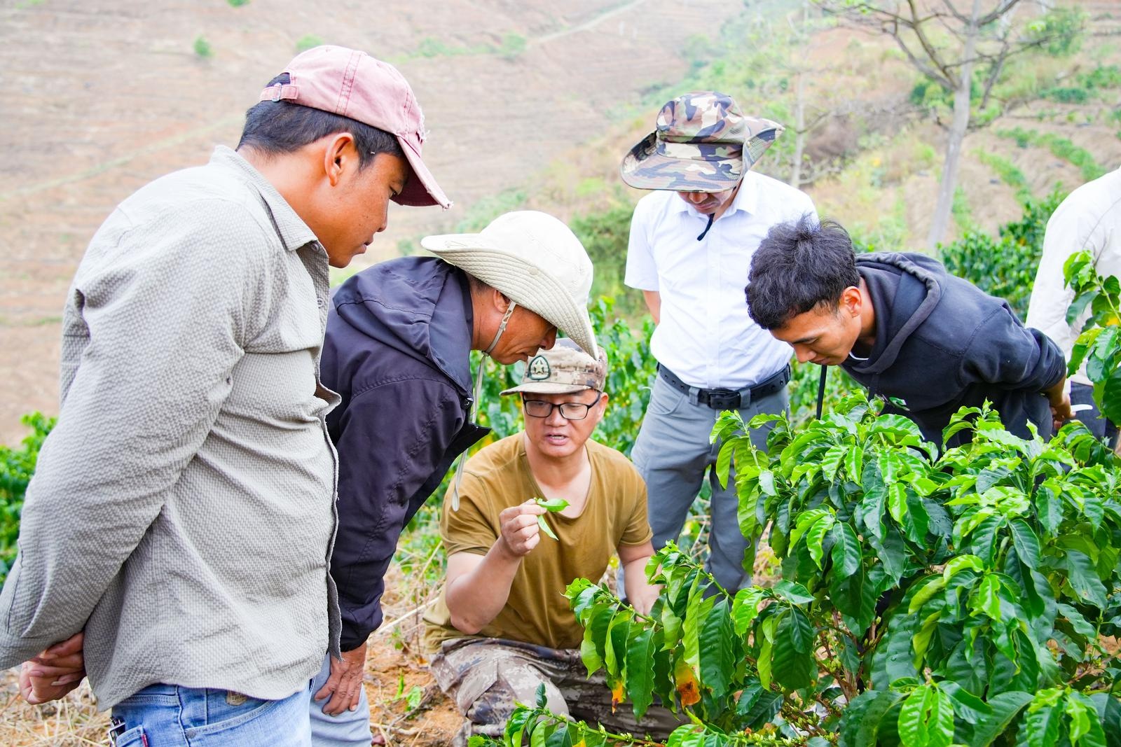 怒江咖啡产业迎来新突破！这场培训为何让学员直呼太实用？  第3张